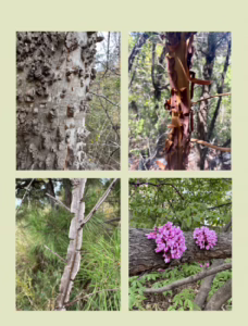 Center four bark and tree detail images from the Summer 2026 magazine