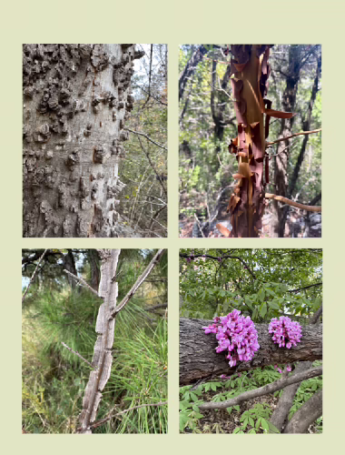 Center four bark and tree detail images from the Summer 2026 magazine