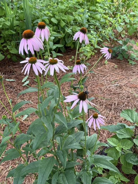 Meleena Byram Garden Tour 5-23-26