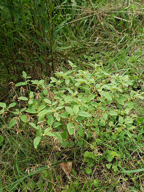 Photo credit: Moore, April, https://www.wildflower.org/gallery/result.php?id_image=100164