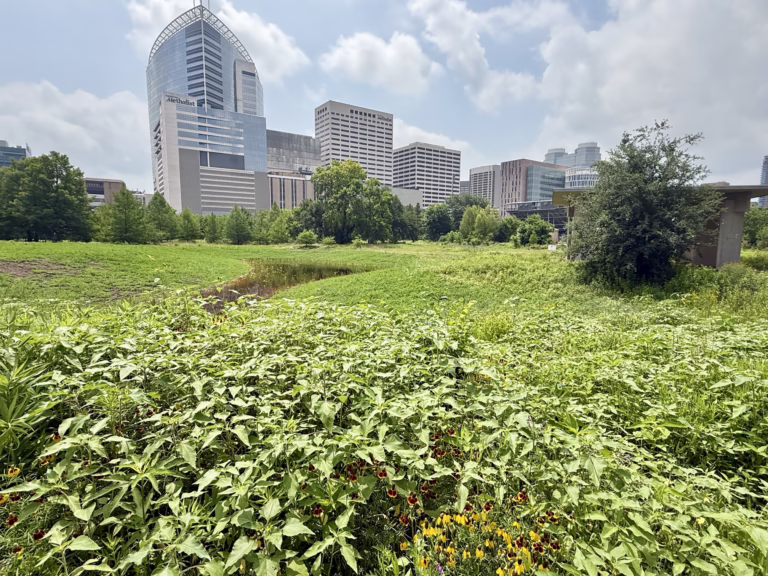 This is a view of the Houston Medical Center and the Harris Gully Natural Area developed by the Lynn R. Lowrey Arboretum at Rice University. Photo Credit, Renata Lucia
