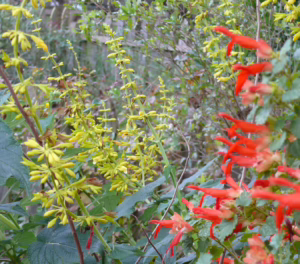 S. Madrensis and S. regla