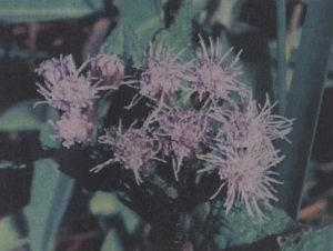 Blue mistflower bloom