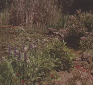 pickelerweed, lizard-tail, and cattails