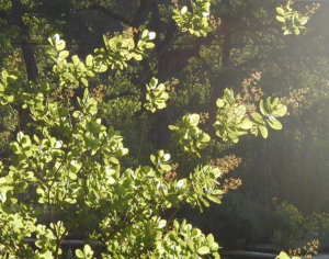 American Smoke Tree blooms