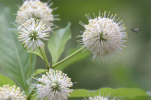 Courtney Williams, Cephalanthus occidentalis