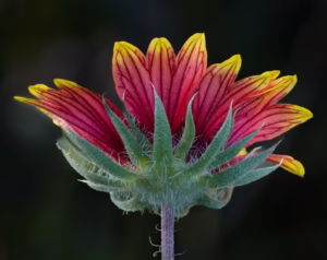 Linda Kuhn, Gilardia pulchella