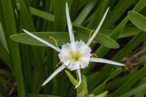 Tom Lebsack, Hymenocallis liriosme