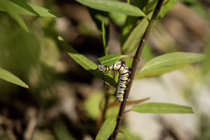 Branda Faxel, Asclepias perennis