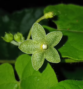 Jose Roberto Palmos, Matelea reticulata