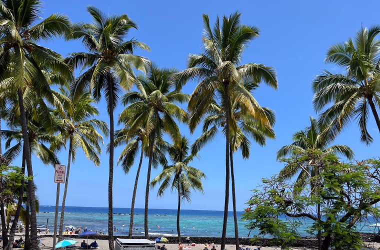 Palm trees lining a tropical beach with people swimming and relaxing under a clear blue sky.