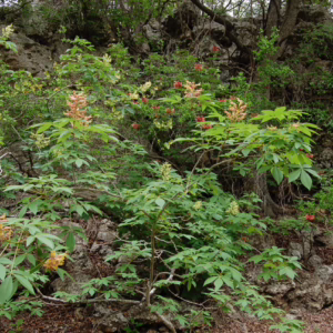 Aesculus pavia var. flavescens