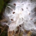 milkweed seed